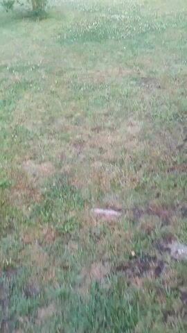 The video shows a grassy area with some small white flowers scattered throughout. In the background, a building with windows and light-colored walls is visible, along with two poles. The lighting suggests it is daytime. The camera is moving slightly, giving a perspective of someone walking or panning across the scene.