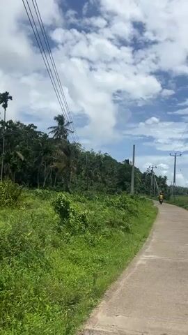 A static shot shows a paved, narrow road curving to the right, stretching into the distance. A person wearing a yellow shirt rides a motorcycle away from the camera on the road. The sides of the road are lined with dense green vegetation, including ferns and other tropical plants. Trees, including palm trees, line the edge of the vegetation, suggesting a forest or jungle. Utility poles and power lines run alongside the road. The sky is bright blue with scattered, fluffy white clouds. The overall atmosphere is tropical and rural.