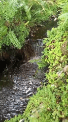 Tiered waterfall and ferns at a Pattaya green space
