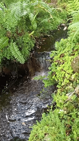Tiered waterfall and ferns at a Pattaya green space