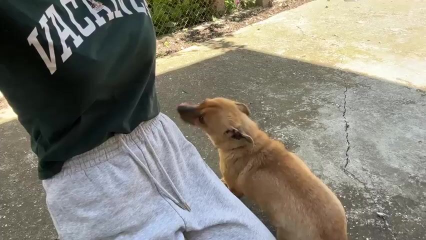 The video shows a young woman and a small dog in a concrete outdoor area. The woman, wearing a green t-shirt with the word "VACANCY" on it and grey sweatpants, is kneeling or squatting. She is wearing a necklace and a bracelet on her left wrist, with pink nail polish. A small, light brown dog with a black collar is standing beside her. The dog is panting and appears to be looking up at the woman. Another person's legs, clad in black pants and white slides, are visible in the background.  The background also includes a chain-link fence, greenery, and a wooden gate. The surface is a concrete patio. There is a shadow in the upper left corner of the frame. The sun is shining. The woman is extending her hand towards the dog.