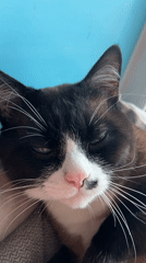 Tuxedo cat photographed resting in Noviy, Russia