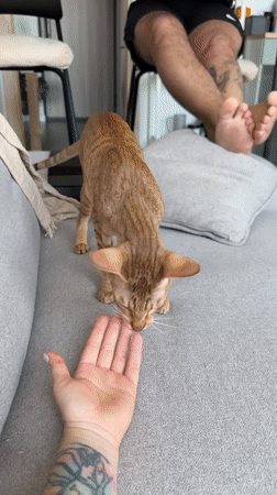 Morning moments in Khimki: pets, toddlers, and contrails
