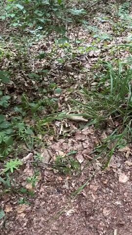 The video shows a close-up view of a forest floor covered in fallen leaves and green foliage. Several mushrooms are visible amongst the leaves. The camera angle is looking down at the ground, and the scene is natural and undisturbed.