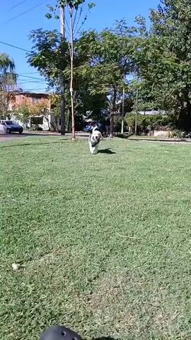 The video shows a bright, sunny day in a grassy outdoor area, likely a park, given the presence of trees and open space. A dog with a white, black, and tan coat, wearing a green, blue, and black harness, walks towards the camera across the vibrant green grass. In the background, there are several trees and what appears to be a residential street with cars parked or driving. The dog approaches a person, whose leg and arm are partially visible in the bottom right corner of the frame. The person speaks in Spanish, saying "Dale gordo, vení para acá" (Come on, fatty, come here), addressing the dog. The dog seems happy and walks directly to the person.