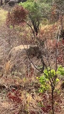 A single elephant walks through dry brush and trees. The elephant is light brown and partially obscured by vegetation. The environment is dry with brown and red leaves and green foliage. The terrain appears to be a slope.