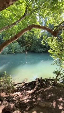 The video shows a rope swing hanging from a tree branch over a clear, turquoise river. Lush green foliage surrounds the riverbank, with exposed tree roots in the foreground. Sunlight filters through the leaves, casting dappled shadows on the ground. The rope swing sways gently in the breeze. The water appears calm and inviting.