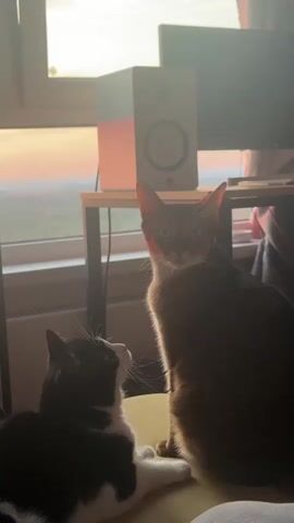 The video shows two cats by a window. One cat is black and white and lying down, looking up at the other cat. The second cat is brown and sitting up, facing forward with its head slightly tilted. Behind the cats, a window shows a bright sky, and a table with a speaker and a computer monitor. The lighting suggests it might be sunset.