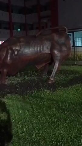 A dark, low-angle shot shows the rear half of a large, dark brown statue of a bull, possibly made of metal, on a patch of dark soil surrounded by green grass. The bull's back is visible, and it is turned to the right. Its hindquarters and legs are in focus, with the tail curved upwards. To the left of the statue, a dark shadow of a person holding a phone is cast on the grass, appearing to be the one filming. In the background, there is a building with red accents and lights on. The overall lighting is dim, suggesting it is nighttime or dusk.