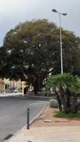 The video pans from left to right across a street scene. In the foreground, a paved sidewalk with brick detailing is visible. To the right of the sidewalk, a sandy area contains several palm trees, low-lying green bushes, and gray shrubbery. A bronze sculpture of five figures, appearing to be musicians playing various instruments, stands on a concrete pedestal within this sandy area. Behind the sculpture, several tall, modern apartment buildings of varying heights and colors are situated. To the left of the sandy area, a street with cars is visible, and a very large, mature tree with a dense canopy dominates the left side of the frame. A tall lamppost stands in front of the large tree, and beyond the tree, more buildings and a white car can be seen. The sky is overcast.