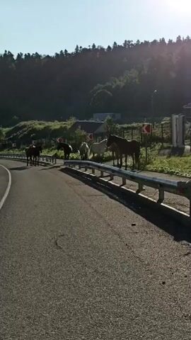 A video shows a paved road with a guardrail on the right side. Several horses are visible on the road, some standing near the guardrail and others further back. The road curves to the left and then to the right. On the left side of the road, there is a steep, rocky incline covered with greenery. On the right side, there are trees and hills in the background. The sky is clear and blue. The sun is shining brightly, casting long shadows. Several streetlights are visible along the side of the road.