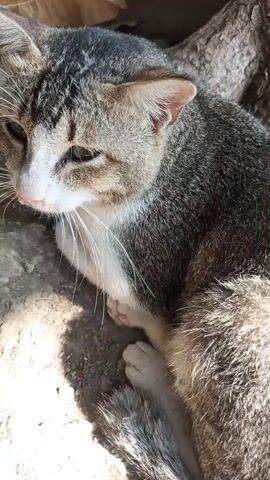 A close-up shot shows a grey and white tabby cat lying on the ground. The cat is looking to the left. Sunlight is casting shadows on the ground around the cat.