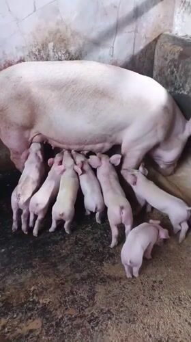 Pigs nursing in pens beside banana and palm trees