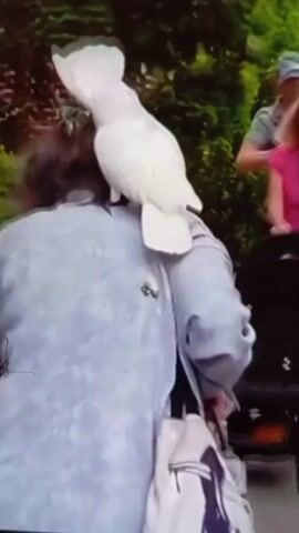 The video captures an outdoor scene featuring several people and a large white cockatoo.

At the beginning (0:00), a person with dark, medium-length hair is seen from the back, wearing a light blue or grey long-sleeved shirt. A prominent white cockatoo with its crest fully raised is perched on their left shoulder, facing away from the camera. In the background, partially out of focus, are other individuals: a woman with reddish hair wearing a bright pink top and a man in a light blue baseball cap. Green foliage and what appears to be a brick wall are also visible in the background, suggesting an outdoor, possibly urban or park setting.

As the video progresses (0:01-0:02), the camera shifts, showing the back of the person with the cockatoo more clearly. Another person with dark hair, wearing a dark blue hooded top, approaches from the left side of the frame.

Around the 0:02 mark, the person in the dark blue hooded top embraces the person with the cockatoo from behind. The cockatoo remains perched on the shoulder, its white crest visible above the two individuals as they hug. The embrace appears warm and friendly.

By 0:03, the person with the cockatoo turns and begins to walk away from the camera down a paved path. The cockatoo is still comfortably seated on their left shoulder, its head occasionally turning. The path is lined with green trees and bushes, and some buildings or structures can be vaguely seen in the distance, further suggesting a public outdoor area. The person continues walking away as the video ends, with the cockatoo a constant companion on their shoulder.

The overall impression is a casual, public encounter or stroll, highlighted by the striking presence of the cockatoo on a person's shoulder and a brief, affectionate interaction between two individuals. The lighting suggests daytime.
