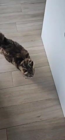 A brown tabby cat with a long, bushy tail walks across a light wood-grain floor towards a white object. The cat is partially in the frame as it moves away from the camera. The scene then shifts to a top-down view of two cats walking on the same floor. One cat is a brown tabby, and the other appears to be a gray tabby. A person's legs, wearing light-colored sandals, are visible on the left side of the frame as the cats walk past. The cats are moving away from the camera, with their tails held high.