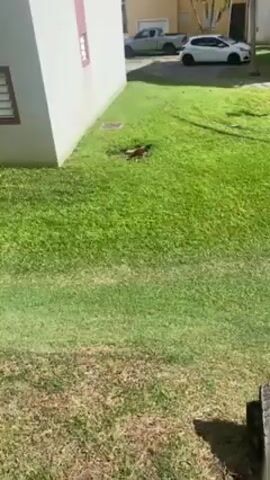 The video shows a medium-sized, long-tailed bird, possibly a rooster, bathing in a puddle of water on a grassy lawn. The bird is dark brown with black tail feathers. It repeatedly dips its body into the water, splashing and shaking. The lawn is green and well-maintained, situated between a light-colored apartment building and a parking area with a white car and a pickup truck visible in the background. The video is taken from a slightly elevated position, possibly from a balcony or window.