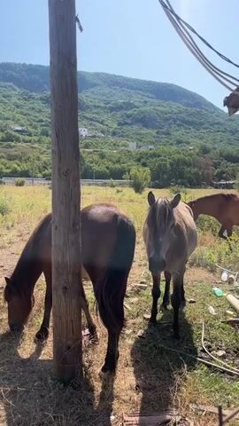 Three horses are in a field on a sunny day. Two horses are in the foreground, one brown and one a lighter brown, both grazing. A third horse, mostly brown, is in the background, also grazing. The field has dry grass and some green patches. A wooden pole stands in the left foreground, casting a shadow. In the background, there are green hills covered with trees, with some white buildings visible on the slopes. Overhead, power lines are visible. There is also some scattered debris, including plastic bottles, on the ground.