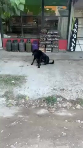 A black dog is sitting on a concrete sidewalk, licking itself.  The dog sits in front of a building with a red trim, and there are multiple green and purple propane tanks stacked on the sidewalk in front of it. Behind the propane tanks, there is a shelf, and it is filled with gray packages. There are also wooden crates stacked up, holding these packages. The sidewalk is light gray. The road behind it is a dirt road.