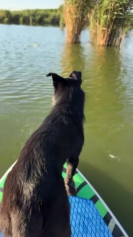 A small black dog with upright ears and a scruffy beard is sitting on the front of a paddleboard. The dog is facing left, looking out at a body of water with reeds growing out of it. The water is green and calm, with small ripples. The sky is blue and clear. The paddleboard is green and blue with a textured surface. The dog's tail is wagging slightly.