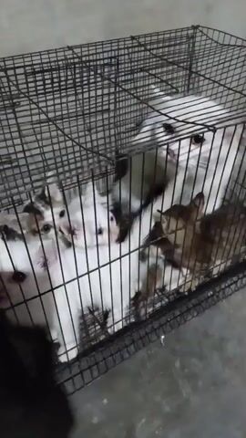 A black wire cage sits on a concrete floor. Inside the cage are several cats and kittens. One large white cat with black markings on its face and ears is at the back of the cage. In front of it are several smaller cats and kittens of various colors, including white, tabby, and calico. Some of the smaller cats appear to be kittens. The animals are visible through the bars of the cage. The lighting is dim.