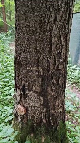 The video is a close-up shot of the bark of a tree in a forest. The bark is rough and textured, with patches of moss and lichen growing on it. A round, tan-colored fungus is attached to the side of the tree trunk. The camera slowly pans down the trunk, revealing more of the mossy base and the surrounding green undergrowth. The lighting suggests it is daytime, with dappled sunlight filtering through the trees.