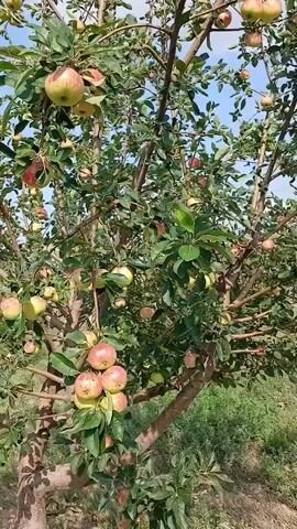 This is a short, vertically oriented video clip of an apple tree laden with ripening apples. The scene is an orchard under a clear blue sky, suggesting a sunny day. The apples on the tree are a mix of green and red, indicating they are nearing harvest. The branches are full of leaves, and the sunlight dapples through them, creating shadows. The background shows more greenery and distant, possibly hilly terrain, consistent with a rural agricultural setting. The overall impression is one of natural abundance and the bounty of a harvest season. There is no visible text in the media file.