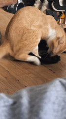 Tabby and black kitten playing at home in Chișinău