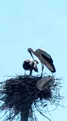 Two storks observed in elevated nest against clear sky