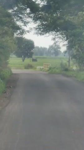 The video shows a road with trees on both sides. The road is paved and appears to be in good condition. The trees are lush and green, and they form a canopy over the road, creating a tunnel effect. In the distance, there is a field of green crops, and a small bridge can be seen crossing a stream. The sky is overcast, and the light is soft. The video is shot from a moving vehicle, and the perspective changes slightly as the vehicle moves forward.