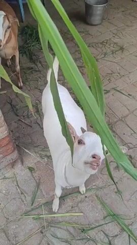 A white goat is eating grass. The goat is standing on a tiled floor. There is a bucket in the background.