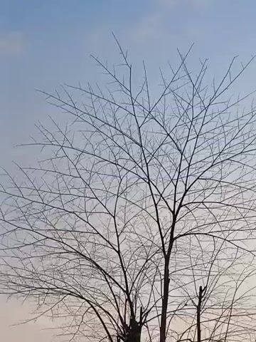This is a close-up, upward-facing shot of a bare tree against a pale blue and pink sky. The tree's branches are intricate and bare, forming a delicate network. The bottom portion of the tree trunk is visible and appears dark and sturdy. The sun is visible as a faint, pale orb in the lower right corner of the frame. The background is a hazy landscape with a hint of green foliage. The video has a duration of 5 seconds.