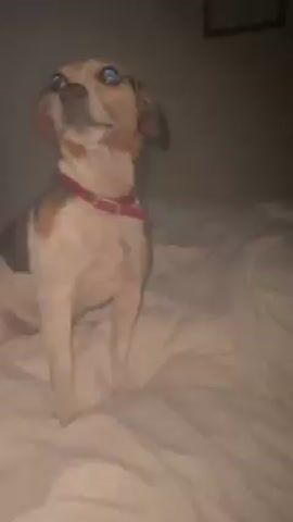 A medium shot depicts a small dog sitting on a bed with white sheets. The dog is mostly white with brown ears and black spots on its back. It wears a pink collar. The dog is looking upwards with its head tilted slightly to the left. The background consists of a wall with a framed picture. The lighting is dim.