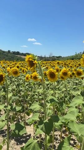 The video shows a field of sunflowers under a clear blue sky. The sunflowers are tall with large yellow petals and dark centers. They are arranged in rows, and the field extends into the distance, covering a hillside. Some of the sunflowers are in focus in the foreground, while others are blurred in the background. The sky is a bright blue with a few wispy white clouds. The overall scene is one of a sunny day in the countryside.