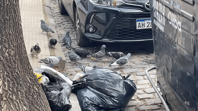 Pigeons gather on cobblestone street near Buenos Aires trash bin