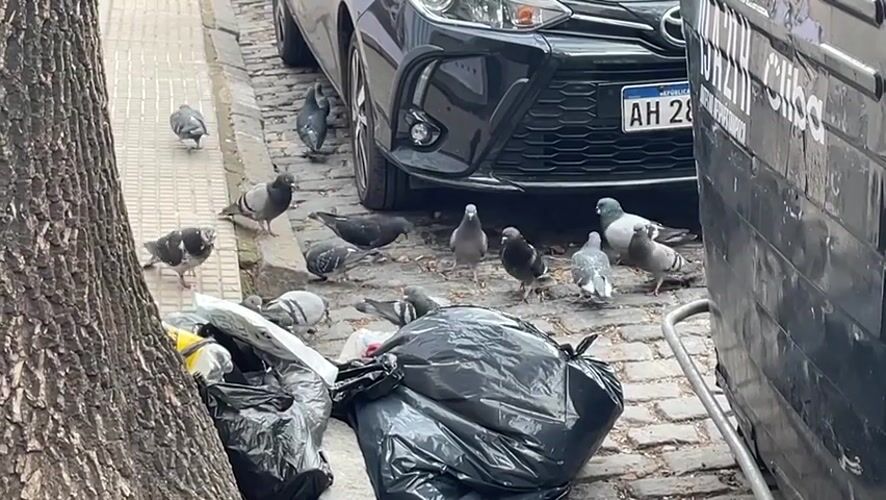 Pigeons gather on cobblestone street near Buenos Aires trash bin