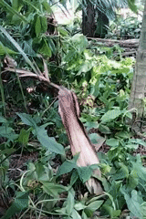 Rural Indonesia: tropical plants, a hidden snake, and a timber workshop