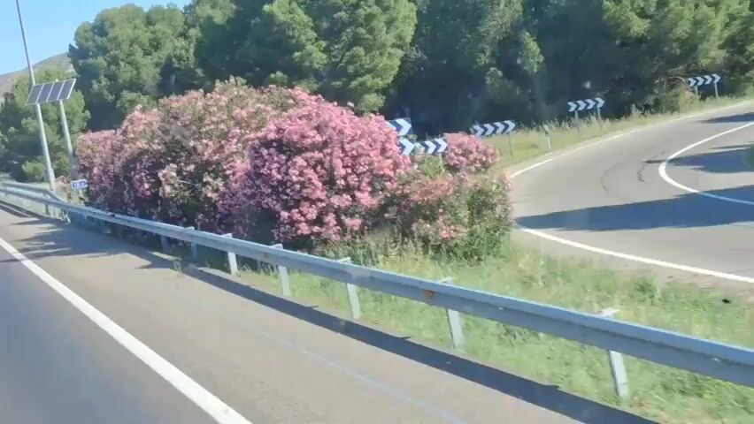 The video shows a view from a moving vehicle on a road. In the first shot, a large bush with pink flowers is visible on the right side of the road, next to a guardrail and a road sign. As the vehicle continues, the road opens up, revealing a four-lane highway. Several cars are driving in both directions. The surrounding landscape includes trees and a large, rocky hill in the distance.  Road signs are also visible. The sky is clear and blue.