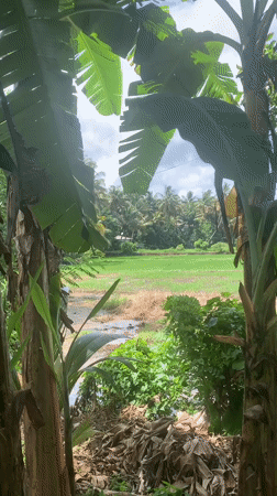 Motorcycle journey documents lush Sri Lankan countryside and agriculture