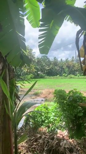 Motorcycle journey documents lush Sri Lankan countryside and agriculture