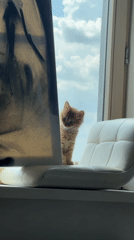 Ginger kitten spotted on windowsill chair in Khimki, Russia