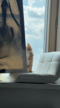 Ginger kitten spotted on windowsill chair in Khimki, Russia