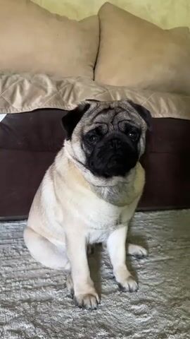 The video shows a fawn-colored pug dog sitting on a textured gray carpet. The dog is facing the camera and looking slightly to the right. Behind the dog, there is a dark brown piece of furniture, possibly a sofa or bed frame, with a beige comforter draped over it. Two large beige pillows are visible at the top of the frame. The lighting is soft and appears to be coming from the front and slightly above the dog. The dog shifts its position from sitting to lying down on its front paws. The camera angle remains relatively static throughout the short clip.
