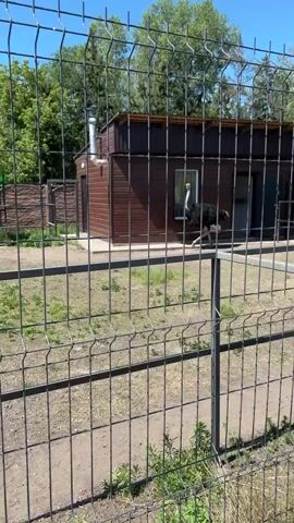 This is a video of an ostrich walking in an enclosure at what appears to be a zoo or wildlife park. The ostrich is a large bird with black and white plumage. It is walking on a dirt path with sparse green grass. In the background, there is a brown wooden building with a metal pipe extending from the roof. A metal fence separates the viewer from the enclosure. The sun is shining, suggesting it is daytime, and the sky is clear and blue. The scene appears to be calm and peaceful, with no discernible emotions from the ostrich. There is no visible text in the video. The location context is Abakan, Russia.