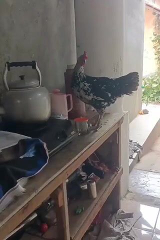 A black and white chicken stands on a wooden shelf in what appears to be an outdoor kitchen area. To the left of the chicken is a silver kettle on a black gas stove. To the right of the chicken are two pink pitchers and a small red-lidded glass. The shelf is cluttered with various items including tools, bottles, and other containers. The background shows a light-colored wall and a doorway leading outside to a tiled floor. The chicken looks towards the pink pitchers.