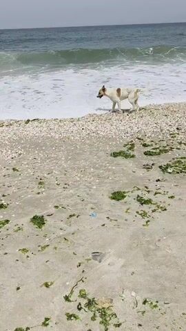 The video shows a dog enjoying a beach. The scene is captured from a low angle, placing the viewer at approximately dog-level.

The environment is a sandy beach with scattered green algae and white shells near the water's edge. The sea is visible in the background, with small waves rolling in.

The first dog is light in color with brown patches. It is standing in the shallow water, playing and splashing.
The second dog, closer to the camera, is a gray and black husky-like breed with a harness. It looks toward the first dog.

The video appears to be taken handheld.