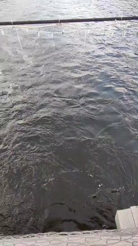 The video shows a view from a bridge overlooking a river. The water is dark and rippled, with small white bubbles visible on the surface. A thick cable with small white objects hanging from it stretches across the frame, partially obscuring the view of the river. Beyond the river, the opposite bank is lined with trees and greenery, and the sky is overcast. The bottom of the frame shows part of the bridge's structure.
