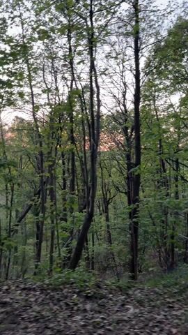 The video opens with a view through a forest, revealing an orange sky in the distance. The camera then shifts to follow two people walking towards a bridge. One person wears a black hooded jacket, the other a black puffer jacket. The path they walk on is lined with trees, and the bridge is visible in the distance.