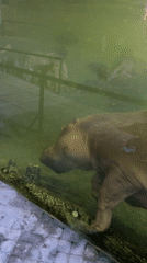Hippo spotted swimming in Valencia zoo enclosure