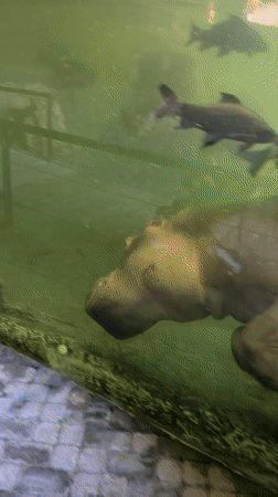 Hippo spotted swimming in Valencia zoo enclosure