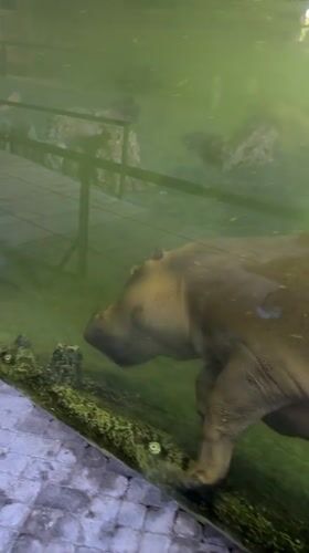 Hippo spotted swimming in Valencia zoo enclosure